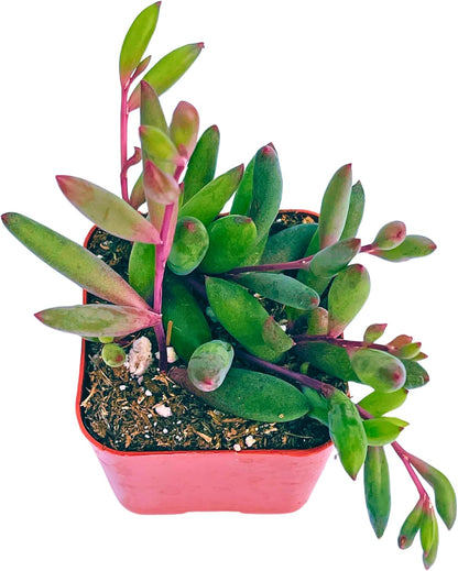 Succulents Plants Live 2" Othonna Capensis Ruby Necklace, Live Mini Succulent Plants, Easy Care House Plants Rooted in Succulent Soil Mix, by The Succulent Cult
