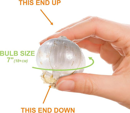 Garden State Bulb Gladiator Allium Flower Bulbs, 18cm, Fall Planting (Bag of 30)