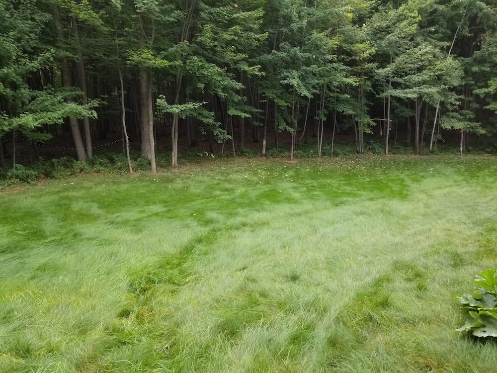 Flawn Seed Kits Mow Less Fine Fescue Grass Seed, Low Maintenance Lawn, Easy Spread Shaker Jug with Handle, 2 Lbs Covers up to 1000 Sqft