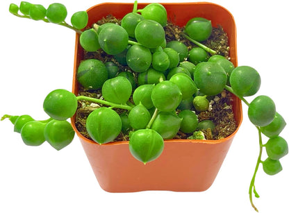 Succulents Plants Live 2" String of Pearls, Live Mini Succulent Plants, Easy Care House Plants Rooted in Succulent Soil Mix, by The Succulent Cult