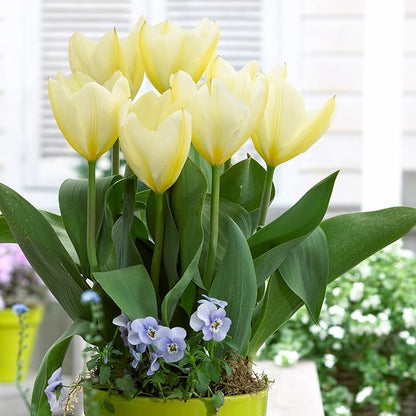 Garden State Bulb Fosteriana White Emperor Tulip Flower Bulbs, 12/+ cm, Fall Planting (Bag of 250)