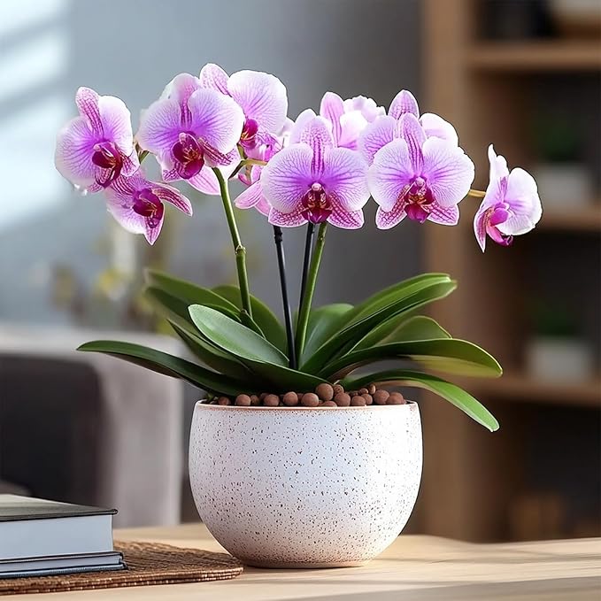 T4U Leca Clay Pebbles for Plants, 4.6qt 10-20 mm Clay Balls for Indoor Plants, Natural Clay Pebbles for Orchid Potting Mix, Hydroponic, Leca Pots, Plant Drainage, Garden Soil