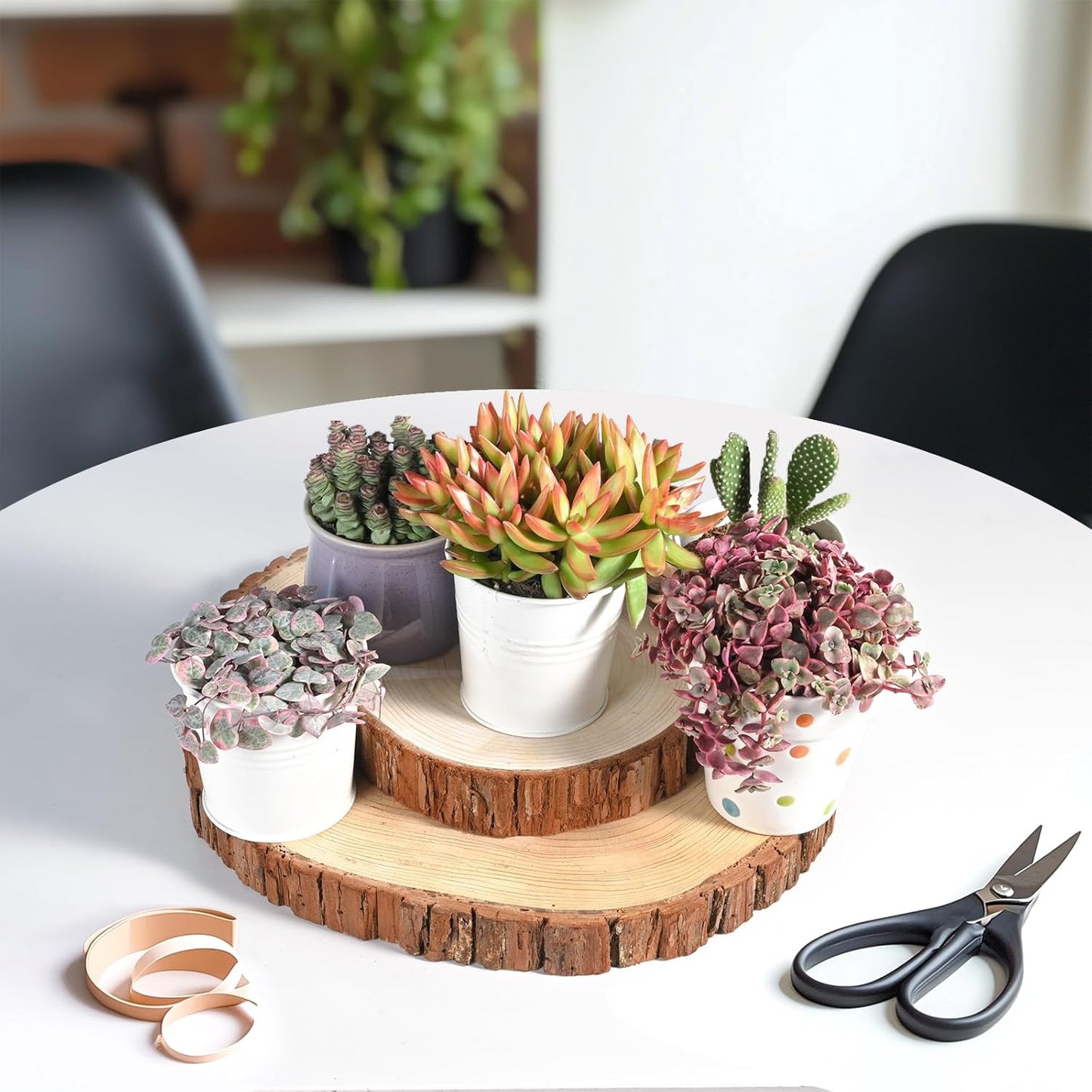 Live Succulents 'Crassula pellucida SSP' (4-inch), Succulent Plants Fully Rooted in Pots with Soil, Easy-Care House Plant for DIY, Home Office Decor, Wedding Party Favor