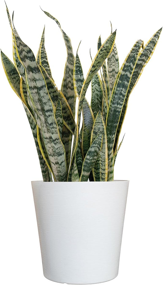 United Nursery Live Snake Plant, Sansevieria Trifasciata Laurentii, Variegated Snake Plant, 2-3 ft. Tall Mother in Laws Tongue House Plant for Indoor and Outdoor (Cream Decor Pot)