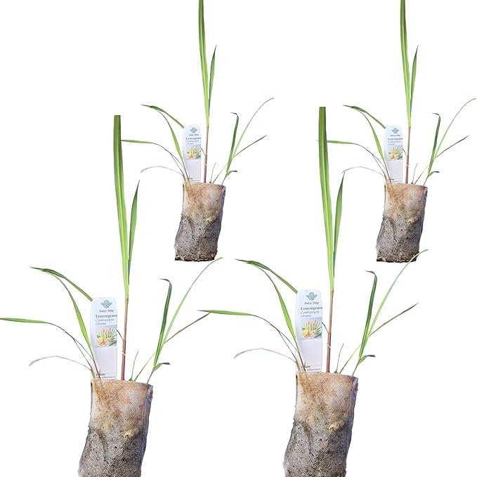 Lemongrass - Cymbopogon citratus. Live Plant. Fragrant, Fresh, Edible. Easy Grow. Indoor/Outdoor. (4 Lemongrass in Sac)