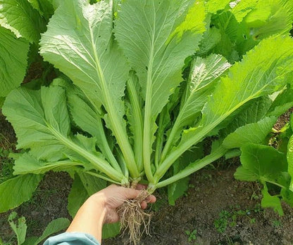 2000 Organic Mustard Green Seeds - Cải Bẹ Xanh - Leaf Mustard, GAI Choy - Non-GMO, Heirloom, Made in USA 99% Germination Rate - Vegetable for Yard & Garden Planting