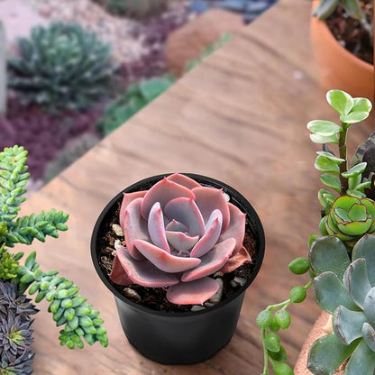 Sprout N Green Live Echeveria 'Dusty Rose', 1 Pack Rare Mini Succulent Plant Fully Rooted in 4" Pot, Real House Plant for Indoor Outdoor Home Office Wedding Decoration Party Favor