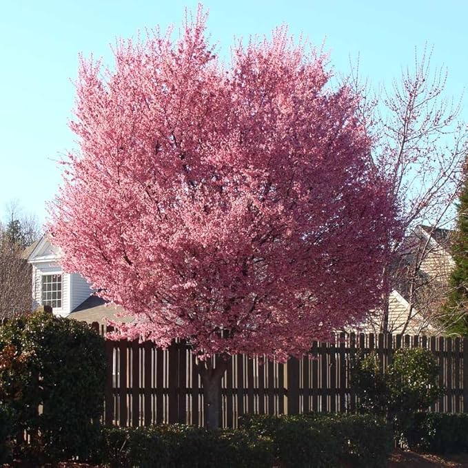 Pink Cherry Blossom Tree Plant, 8 to 12 Inch Tall Cherry Blossom Tree Live in Pot, Perennial Cherry Blossom Sapling, Cherry Blossom Tree Plant, Cherry Flower Tree Starter Plant