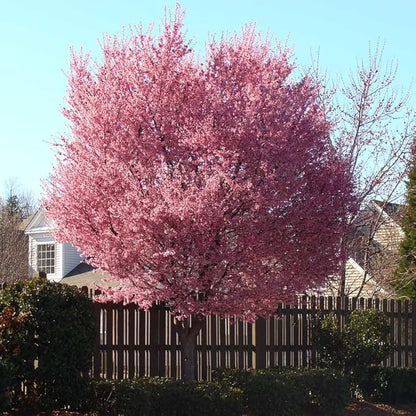 Pink Cherry Blossom Tree Plant, 8 to 12 Inch Tall Cherry Blossom Tree Live in Pot, Perennial Cherry Blossom Sapling, Cherry Blossom Tree Plant, Cherry Flower Tree Starter Plant