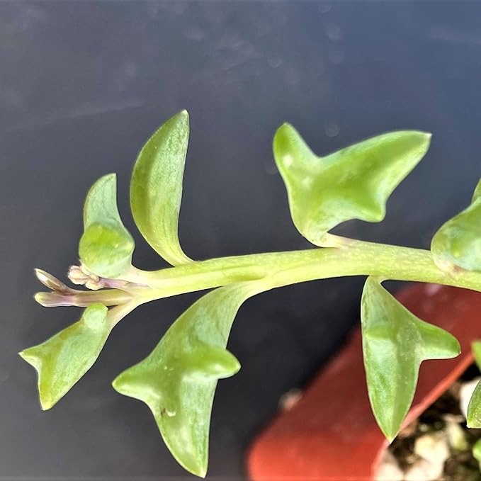 String of Dolphins in 4 inch Nursery Planter, Live Succulent Plant Fully Rooted in Pots with Soil, Rare House Plant for Home Office Wedding Decoration DIY Projects Party