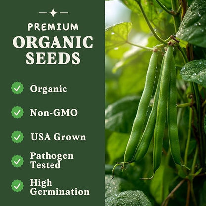 Seedboy Organic Green Bean Seeds for Planting Indoor and Outdoor, Non-GMO and USDA Certified Vegetable Seed Packet for Hydroponic Garden Indoor or Planting Outdoors (Provider Green Beans)