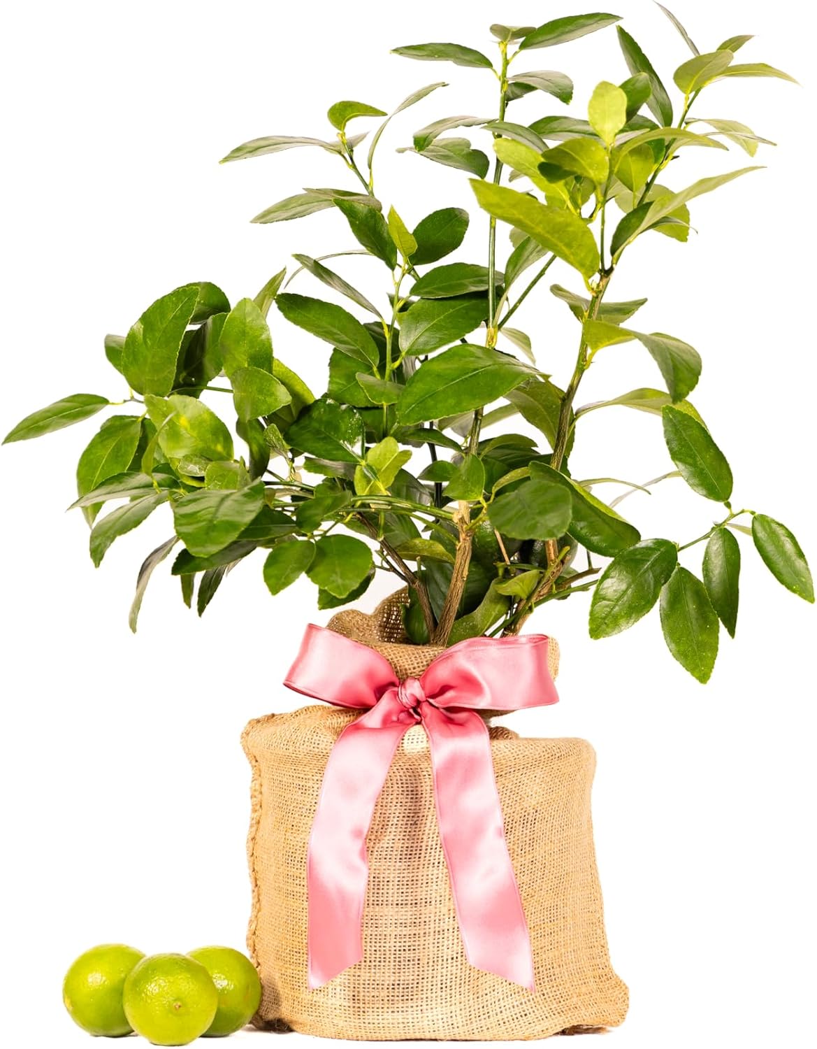 Mother's Day Live Persian Lime Tree Gift, Lasting Mother's Day Gift, Lime Tree, Easy to Grow, Indoor/Outdoor, Home Gardeners, by The Magnolia Company, Can't Ship to CA, AL, AZ, LA, TX