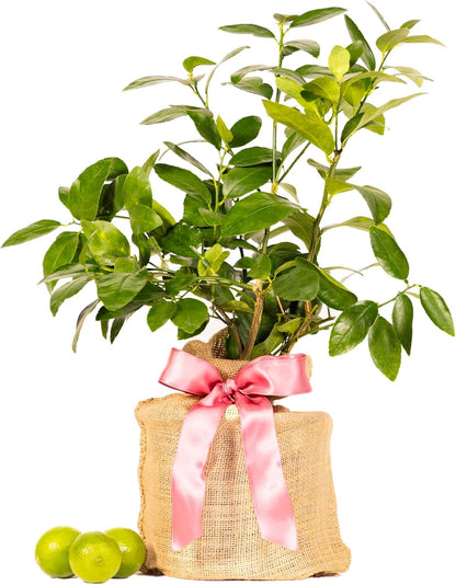 Mother's Day Live Persian Lime Tree Gift, Lasting Mother's Day Gift, Lime Tree, Easy to Grow, Indoor/Outdoor, Home Gardeners, by The Magnolia Company, Can't Ship to CA, AL, AZ, LA, TX