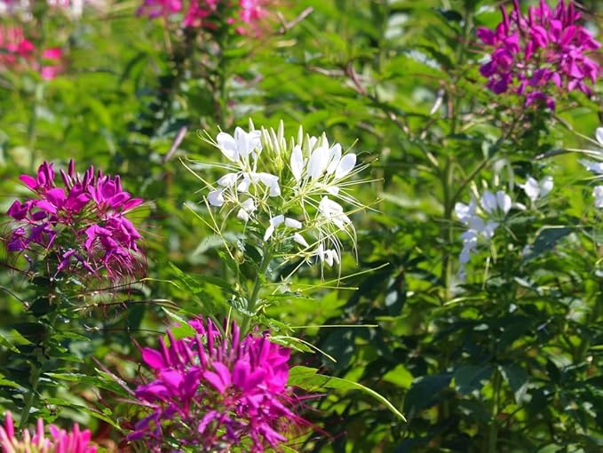 Mixed Cleome - Spider Plants - Nectar Flower for Monarch Butterflies - Large Paclage - 5000 Seeds