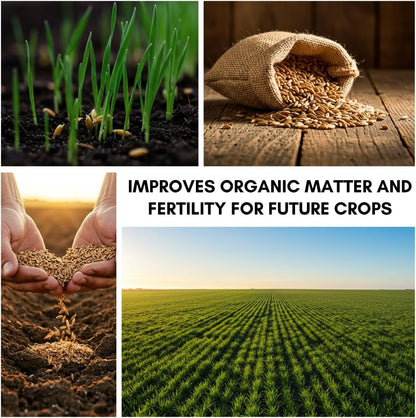 Perennial Ryegrass Seeds for Planting - Premium Quality Non-GMO Grass Seed for Lawns, Pastures, and Sports Fields (2 Pounds)