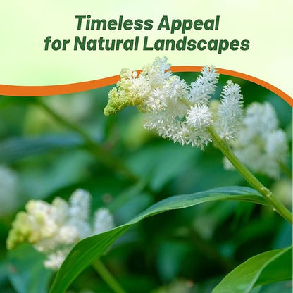 Outsidepride American Spikenard Seeds - 500 Pcs. Perennial, Hardy, Versatile & Pollinator Friendly, Herb Seeds for Planting Aromatic Foliage with Showy White Blooms for Wildlife Gardens & Easy Growth