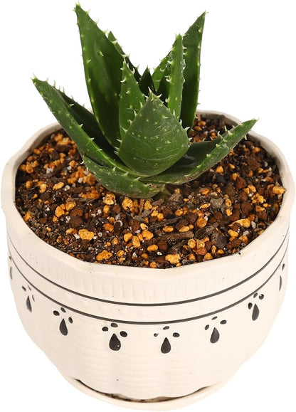 Cactus Succulent Aloe Vera Organic Potting Soil Mix (6 L) - Highly draining granular Soil,peat-Free (Made in Japan)