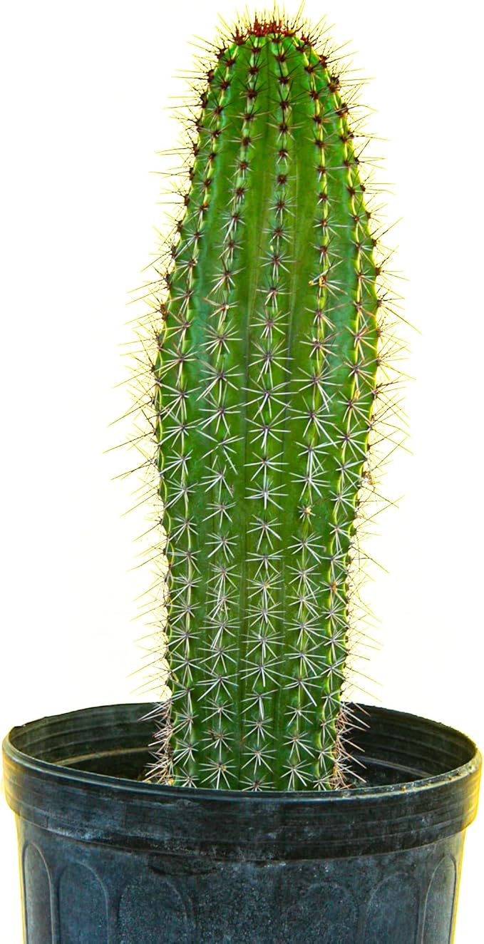 Cactus Outlet - Cactus Plants Live, Live Plants Indoor & Outdoor Use, Live Cactus, Organ Pipe 12”-18”- Large Live Cactus - Landscape Ready Large Cactus Plant Live Delivered Right to Your Door