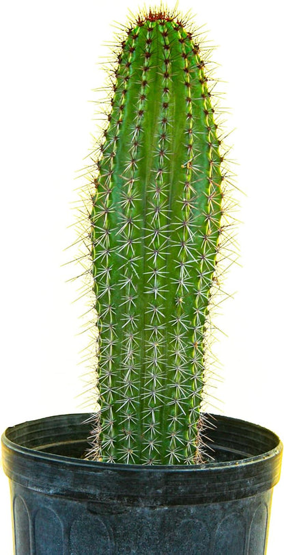 Cactus Outlet - Cactus Plants Live, Live Plants Indoor & Outdoor Use, Live Cactus, Organ Pipe 12”-18”- Large Live Cactus - Landscape Ready Large Cactus Plant Live Delivered Right to Your Door