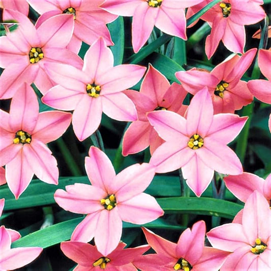 Easy to Grow Starflower 'Charlotte Bishop' Plant Bulbs (10 Pack) - Light Pink Flowering Blooms in Spring Gardens