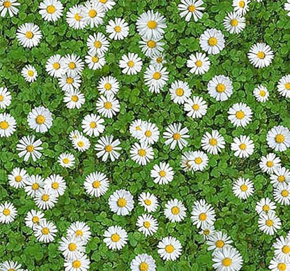 6000 Creeping Daisy Seeds - Annual, Full Sun Daisy