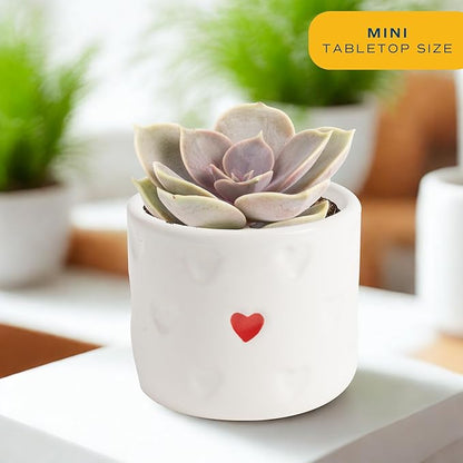 Costa Farms Succulent Plants (Pack of 3), Live Indoor Plant Mini Succulent in Cute Decor Plant Pot, Potting Soil Mix, Grower's Choice, Housewarming Gift, Room Decor, 2-Inches Tall
