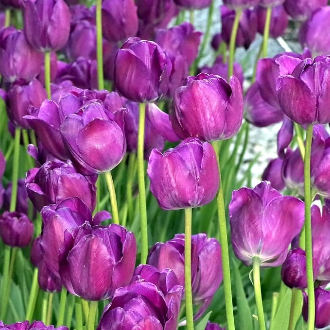 Blue Garden Flower Collection – 40 Bulbs | Rare Spring Blooming Perennials: Purple Alliums, Blue Tulips, Muscari, Anemone | Attracts Butterflies & Bees – Zones 3–9