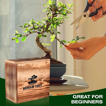 4 Bonsai Tree Seeds with Complete Growing Kit & Wooden Planter Box, Indoor Bonsai Tree Starter Kit, Great Potted Plants DIY Gift for Adults