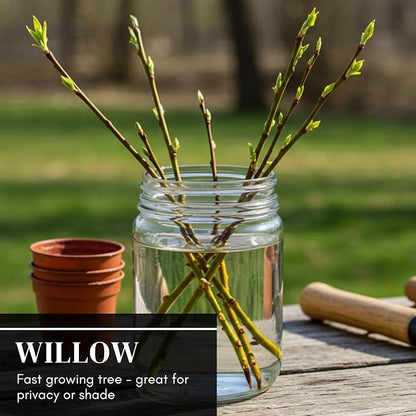 10 Aussie Willow Tree Cuttings to Grow - Fast Growing Tree for Privacy or Shade
