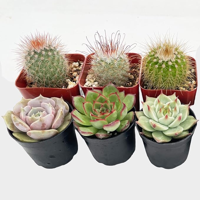 Succulent Plants (6 Pack), Live Succulents Fully Rooted in 2" Grower Pots, Unique Potted House Plant for DIY, Home Decor, Wedding Party Favor (Succulent + Cactus)
