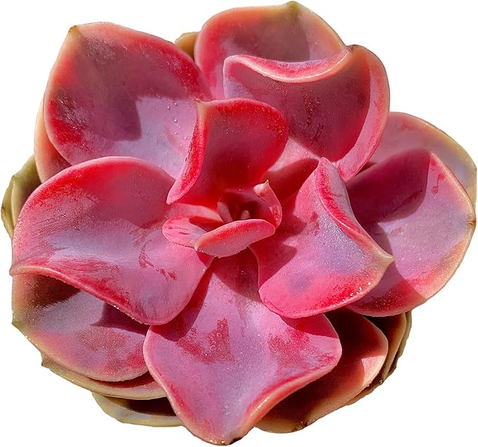 Echeveria Rainbow Variegated Rare Live Succulent Plants, Pink 1 Head 3.5" Live Plant, Package Without Pot & Soil, Garden Indoor Office Desk, Wedding Party Baby Shower Decoration, Friend Lovers Gifts