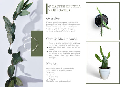 Variegated Opuntia Cactus, Yellow and Green, Live Indoor Outdoor Plant, 6-inch Decorative Pot, 12-15 inches Growth Height