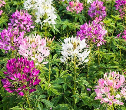 Pure White Cleome - White Queen Spider Plant Seeds - Nectar Flower for Monarch Butterflies - 1000 Seeds -