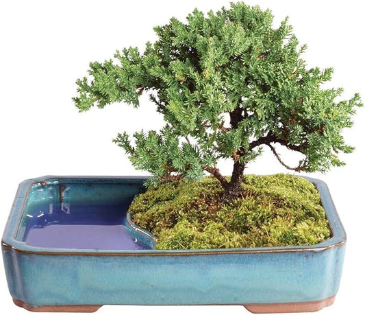Brussel's Bonsai Live Green Mound Juniper Bonsai Tree - Medium, 5 Year, 6 to 10 Inches - Outdoor Bonsai Tree Live with Water Bonsai Pot (Not Sold in California)