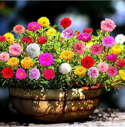 Moss Rose Mix Seeds – Annual Flower (Portulaca grandiflora) | Drought-Tolerant Ground Cover, Vibrant Blooms in Multiple Colors