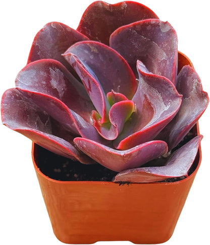 Succulents Plants Live 2" Echeveria Big Red, Live Mini Succulent Plants, Easy Care House Plants Rooted in Succulent Soil Mix, by The Succulent Cult