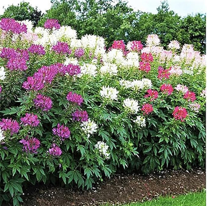 Mixed Cleome - Spider Plants - Nectar Flower for Monarch Butterflies - Large Paclage - 5000 Seeds