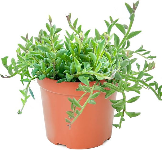 String of Dolphins in 4 inch Nursery Planter, Live Succulent Plant Fully Rooted in Pots with Soil, Rare House Plant for Home Office Wedding Decoration DIY Projects Party