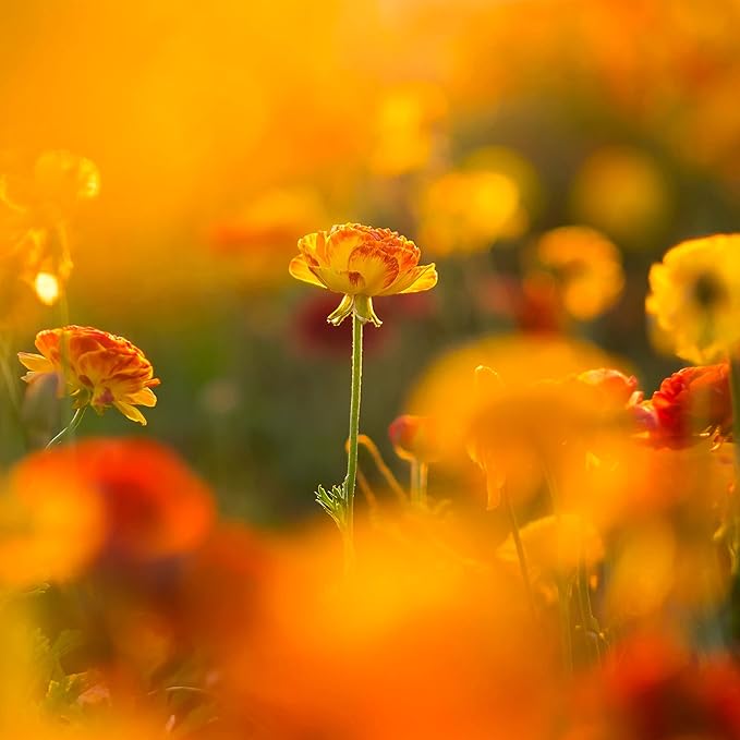 Easy to Grow Ranunculus Tecolote Cafe 10 Plant Bulbs - Unique Bronze, Red & Yellow Flowers in Spring Full Sun Outdoor Zones 8-10, Mediterranean Carlsbad Flower Fields