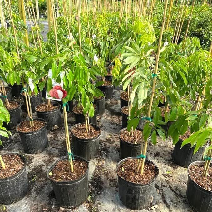 GARDENERA Premium Lychee Potting Soil Mix - Perfect Balance of Nutrients, Drainage, and Aeration for Thriving Lychee Trees - 2 Quart