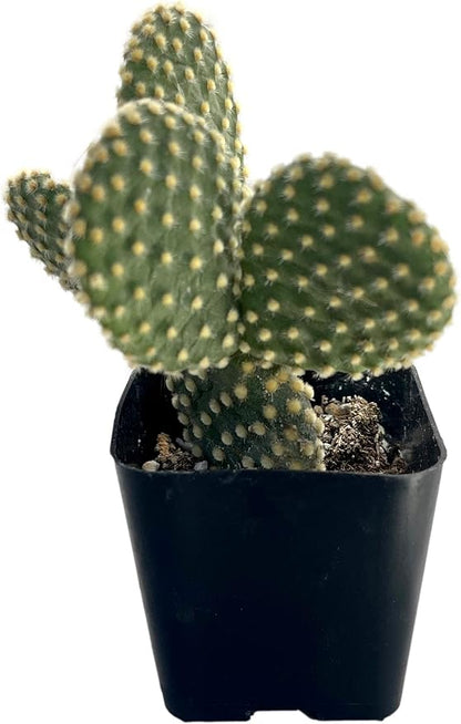 Fat Plants San Diego Mini Cactus Plants in Plastic Planters