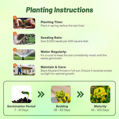 Outsidepride Black Mustard Seeds - 10000 Pcs Nutrient-Rich, Flavorful Annual Microgreen Seeds for Planting, Easy-to-Grow, Ideal for Indoor & Outdoor Cultivation, Soil & Hydroponic Systems