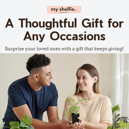 My Shelfie - Mini Jacaranda Tree, 3-4 Inch Tall Bonsai Tree in 2-Inch Pot, Trees Live Plants Outdoor Hardiness Zones 9-11, Bonsai Tree Live with Purple Flowers