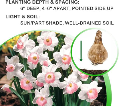 Pink & White Dutch Daffodil Flowers – 6 Bulbs + Bonus Hummingbird Feeder | Large Cupped Perennials - Spring Bloom | Hardy in Zones 3–8 | Butterfly & Bee Attracting-Deer Resistant