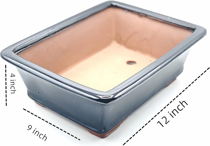 Live Dwarf Juniper Bonsai Tree 15+Years Old | Juniper or Jade Bonsai Tree | Indoor/Outdoor | 100% Handcrafted| Home and Office Décor | Best Gift for Holiday (style4)