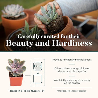 Shop Succulents Rosette Succulent Plant Pack Collection - Live Mini Succulent Plants, Low Maintenance, Floral Shaped Mix of Colors & Textures - Wedding and Party Favors, Gift & Garden, Pack of 256