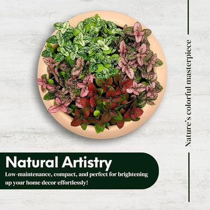 Polka Dot Plant (4-Pack) - Live Houseplants, Small Indoor Plants, Hypoestes White- Colorful, Air-Purifying House Plants