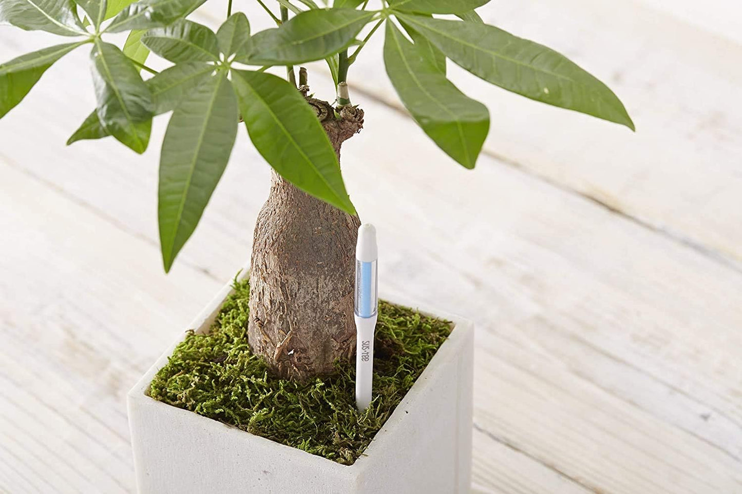 Sustee Aquameter, Set of 5, Plant Soil Moisture Sensor (White, Large)