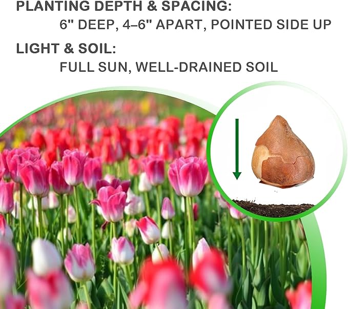 Showgirl Pink Tulip Bulbs – Gardener’s Favorite Spring Flowers | 10 Premium Perennial Bulbs for Vibrant Pink Blooms | Easy to Grow | Attracts Bees & Butterflies | Zones 3–8 | Great Gift (10 Bulbs)