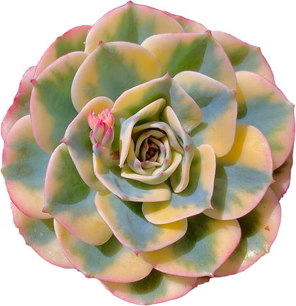 Echeveria Secunda VAR. Glauca Variegated Rare Live Succulent Plants, Green 1 Head 3.5" Live Plant, Package Without Pot & Soil, Garden Indoor Office Desk, Wedding Party Decoration, Friend Lovers Gifts